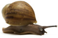 Archachatina marginata ovum typ 1 juvenil